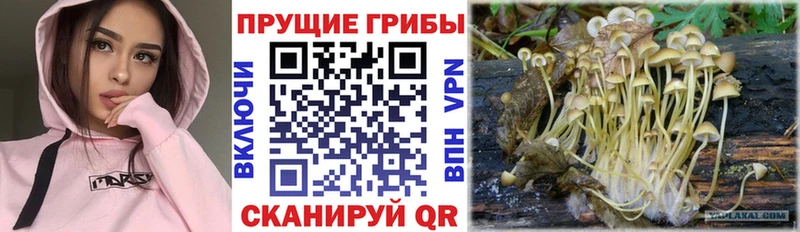 Купить где  Александров  Галлюциногенные грибы Psilocybine cubensis 